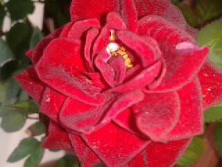 Las Flores